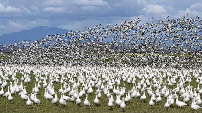 Migratory Birds